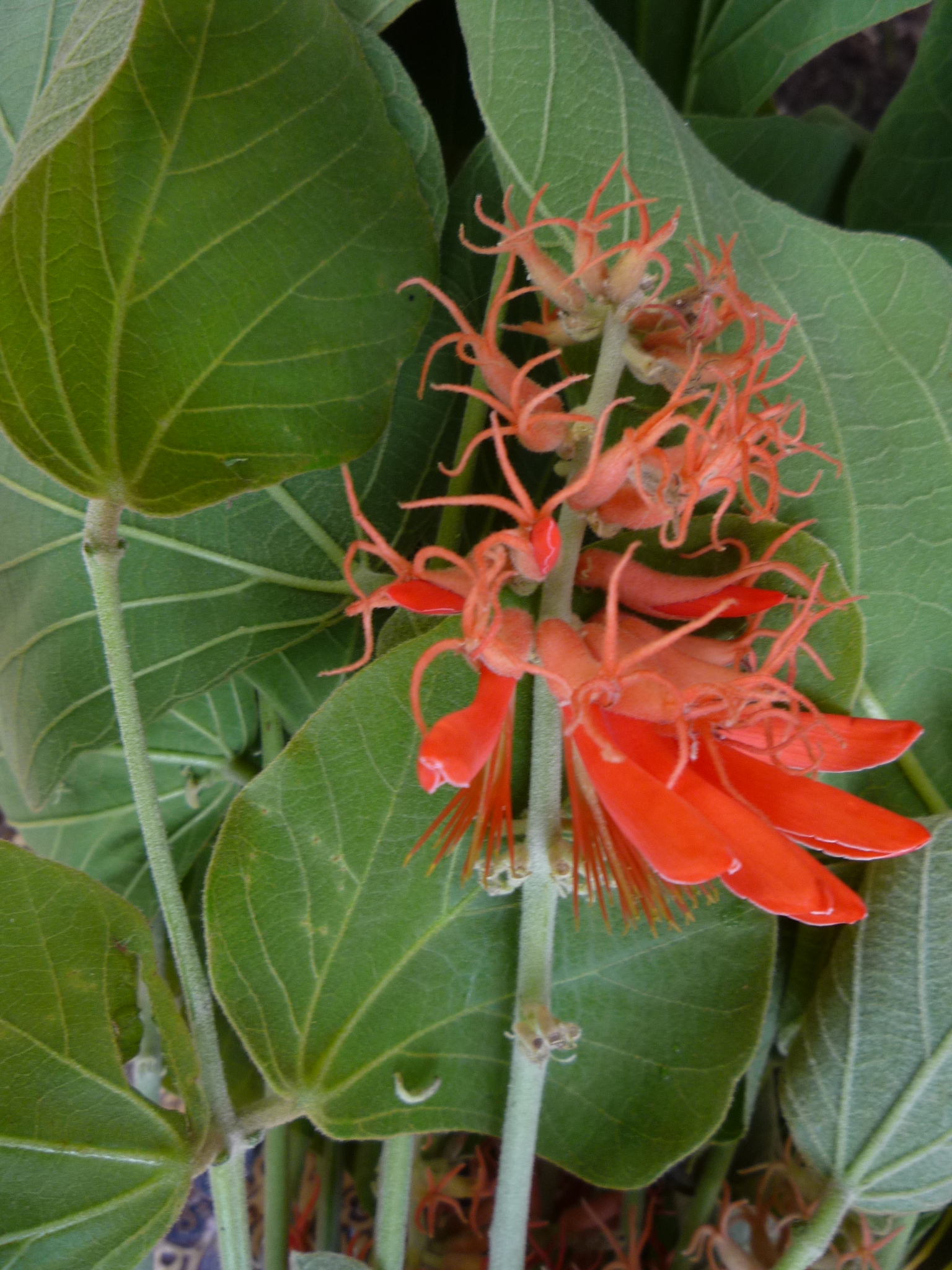 erythrina abyssinica